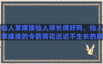 仙人掌嫁接仙人球长得好吗，仙人掌嫁接的令箭荷花迟迟不生长的原因