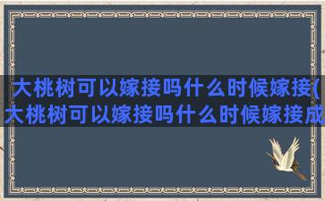 大桃树可以嫁接吗什么时候嫁接(大桃树可以嫁接吗什么时候嫁接成活率高)