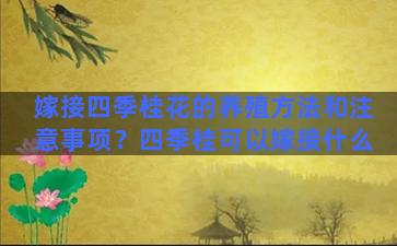 嫁接四季桂花的养殖方法和注意事项？四季桂可以嫁接什么