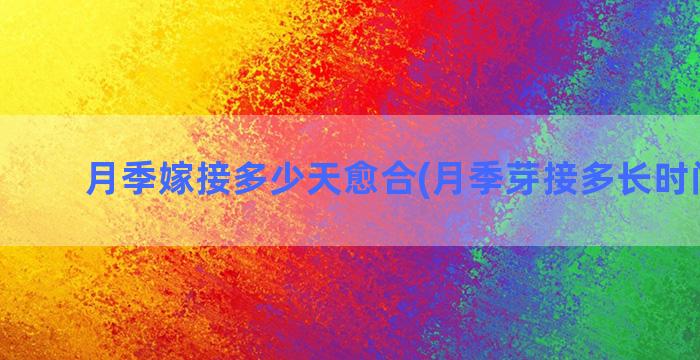 月季嫁接多少天愈合(月季芽接多长时间成活)