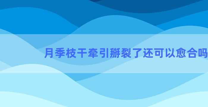 月季枝干牵引掰裂了还可以愈合吗