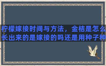 柠檬嫁接时间与方法，金桔是怎么长出来的是嫁接的吗还是用种子种出来的呢嫁接又是用什么方式嫁接的谢谢