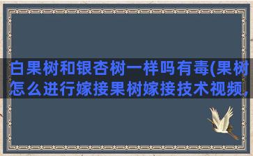 白果树和银杏树一样吗有毒(果树怎么进行嫁接果树嫁接技术视频,嫁接方法图解)