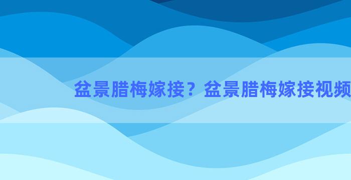 盆景腊梅嫁接？盆景腊梅嫁接视频