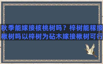 秋季能嫁接核桃树吗？梓树能稼接楸树吗以梓树为砧木嫁接楸树可行吗具体作法