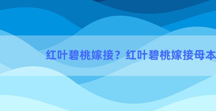 红叶碧桃嫁接？红叶碧桃嫁接母本