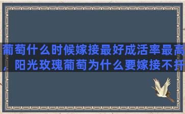 葡萄什么时候嫁接最好成活率最高，阳光玫瑰葡萄为什么要嫁接不扦插