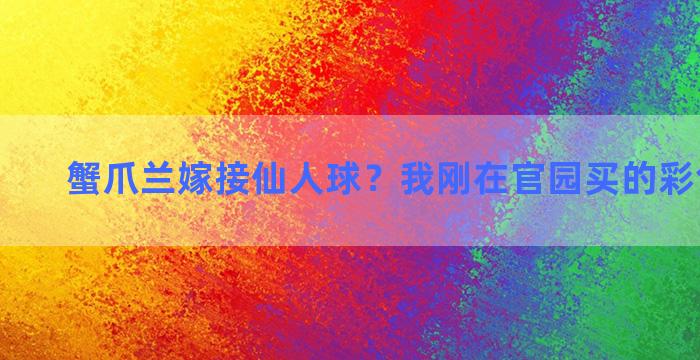 蟹爪兰嫁接仙人球？我刚在官园买的彩色仙人球