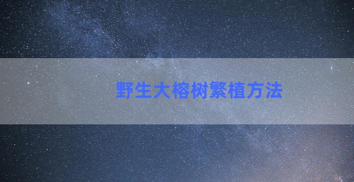 野生大榕树繁植方法