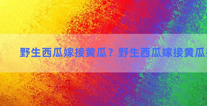 野生西瓜嫁接黄瓜？野生西瓜嫁接黄瓜技术视频